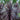Burgundy Spire Cordyline - Monrovia