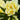 Bartzella Itoh Peony - Monrovia