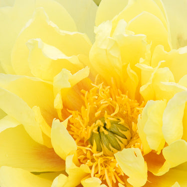 Bartzella Itoh Peony - Monrovia