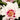 Cora Louise Itoh Peony - Monrovia