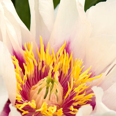 Cora Louise Itoh Peony - Monrovia