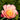Julia Rose Itoh Peony - Monrovia