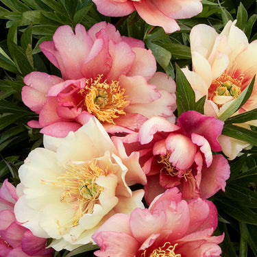 Julia Rose Itoh Peony - Monrovia