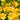 Stella De Oro Dwarf Daylily - Monrovia