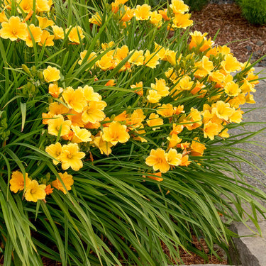 Stella De Oro Dwarf Daylily - Monrovia