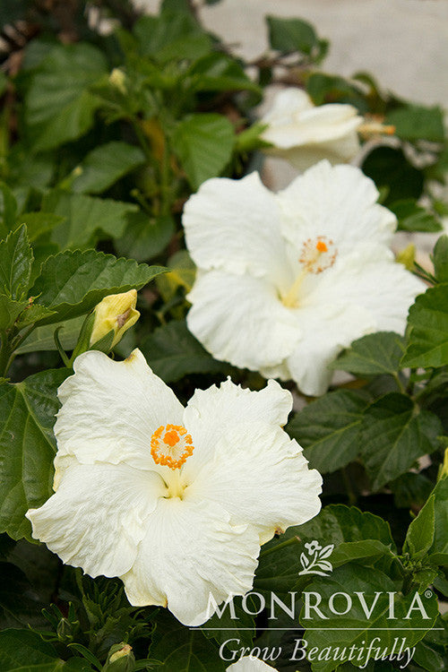 Bridal Veil Hibiscus