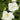 Bridal Veil® Hibiscus - Monrovia