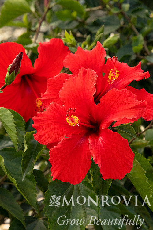 Brilliant Hibiscus - Thumbnail 3