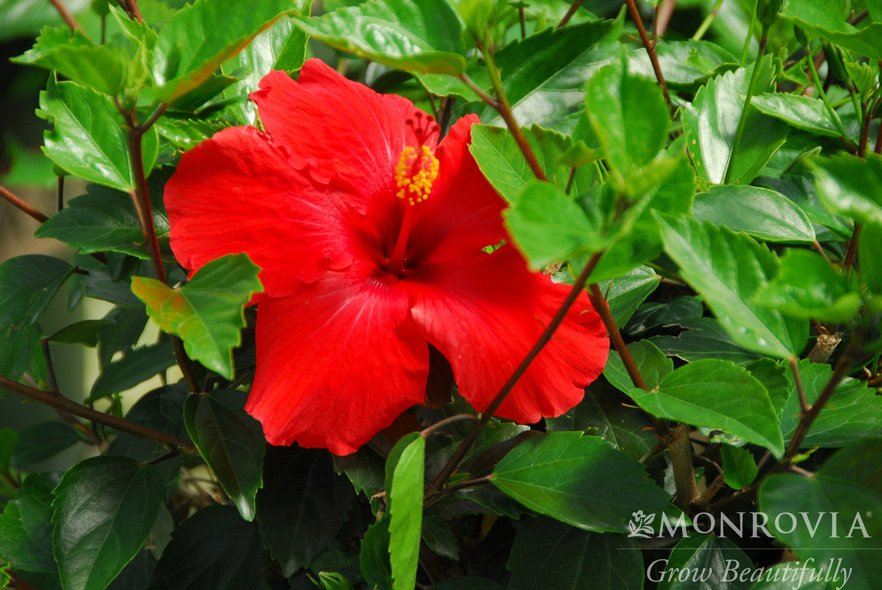 Brilliant Hibiscus