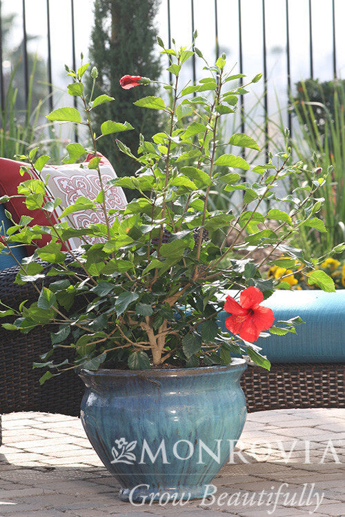Brilliant Hibiscus - Thumbnail 2