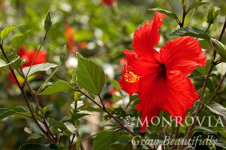 Brilliant Hibiscus - Thumbnail 5