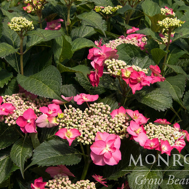 Seaside Serenade® Cape May Hydrangea - Monrovia
