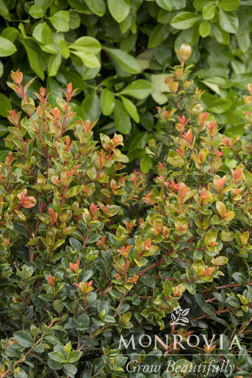 Orange Twist Brush Cherry - Monrovia – Armstrong Garden Centers