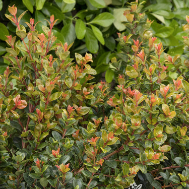 Orange Twist Brush Cherry - Monrovia