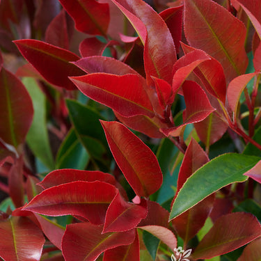Red Dynamo Photinia - Monrovia