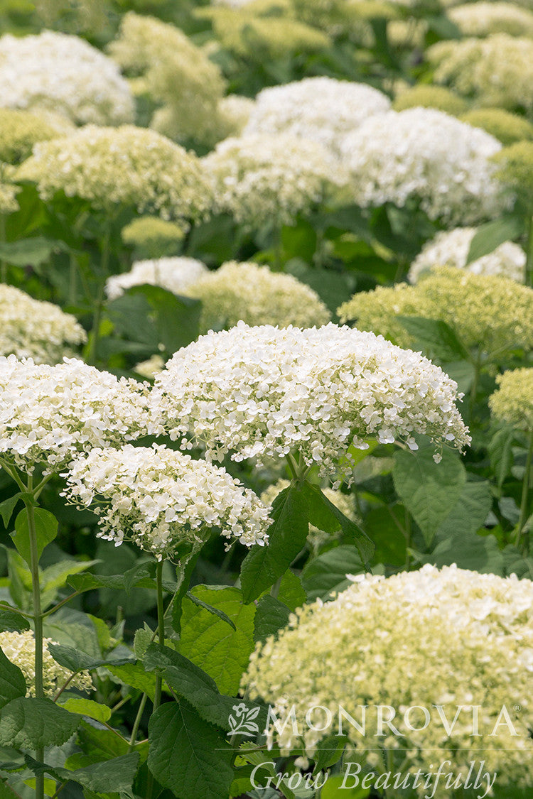 Seaside Serenade® Bar Harbor Hydrangea - Monrovia – Armstrong