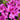 Double Shot® Grape Azalea - Monrovia