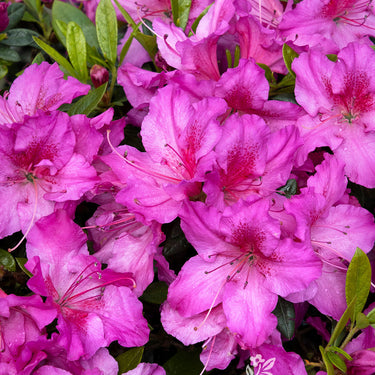 Double Shot® Grape Azalea - Monrovia