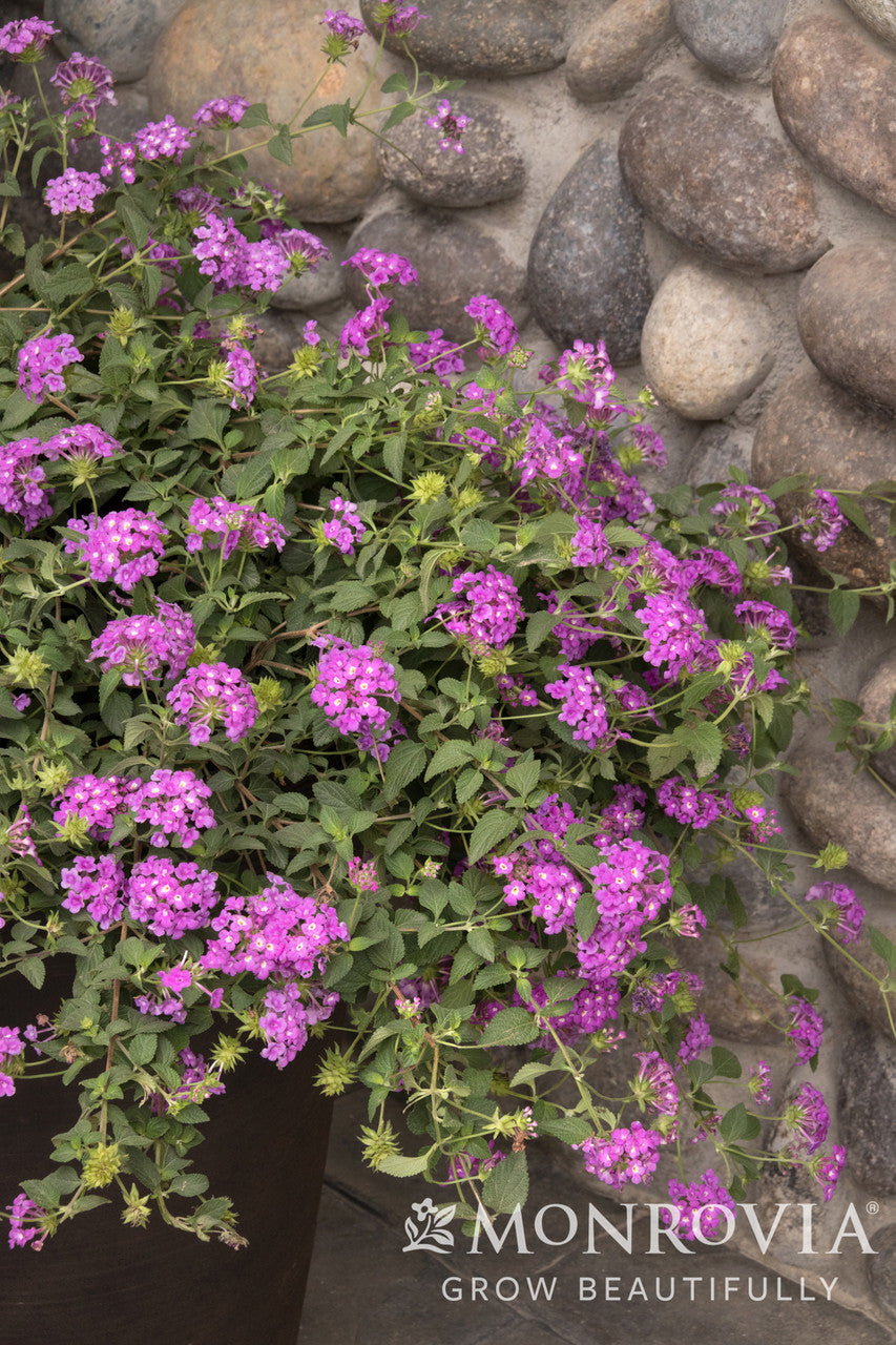 Purple Potion Trailing Lantana - Thumbnail 2