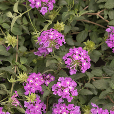 Purple Potion Trailing Lantana - Monrovia