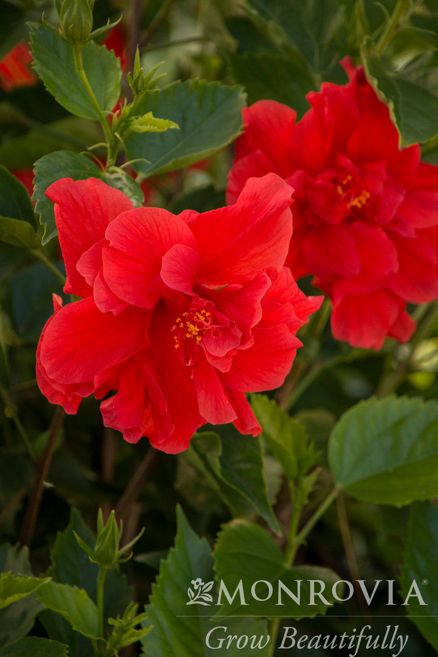 Red Dragon Hibiscus