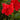 Red Dragon® Hibiscus - Monrovia