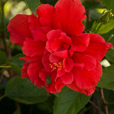 Red Dragon® Hibiscus - Monrovia
