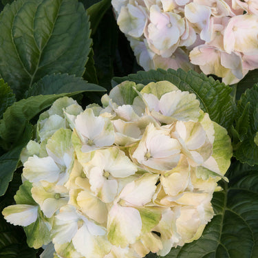 Seaside Serenade® Cape Lookout Hydrangea - Monrovia