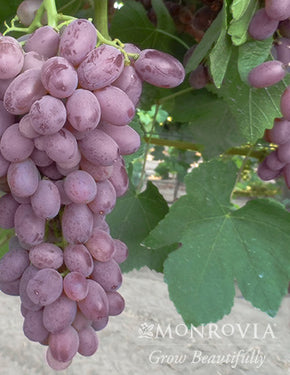 Zestful Lollipop Grape - Monrovia