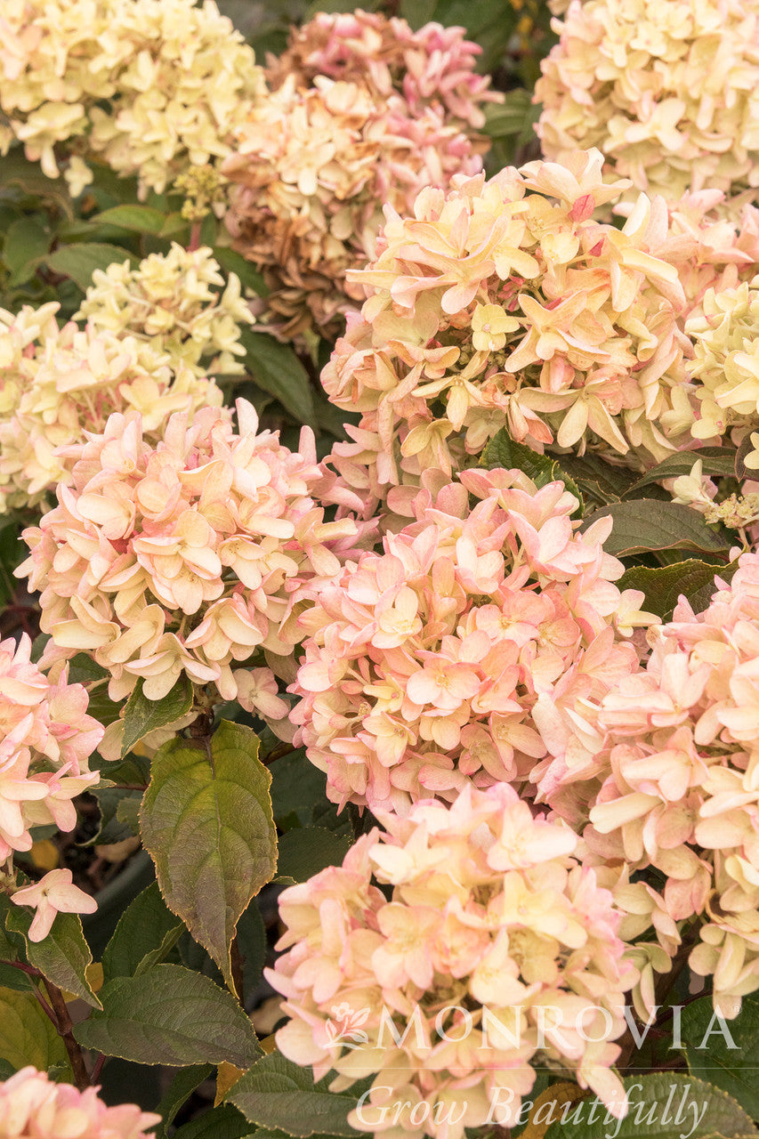Strawberry Shake Hydrangea - Monrovia – Armstrong Garden Centers