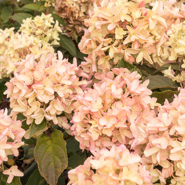 Strawberry Shake Hydrangea - Monrovia