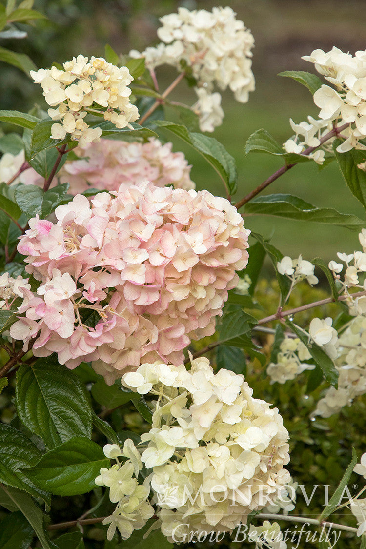 ストロベリーバブル Strawberry Shake™ Hydrangea, Hydrangea paniculata 'SMHPCW' PP #28,699