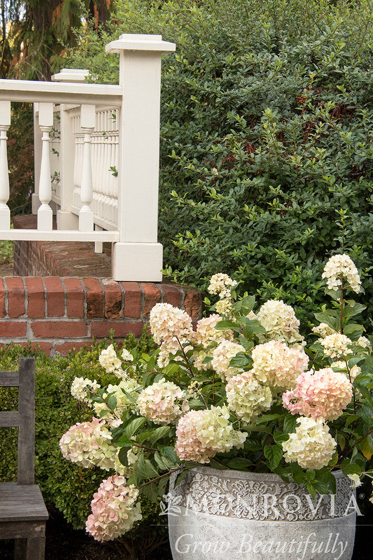 Strawberry Shake Hydrangea - Thumbnail 5