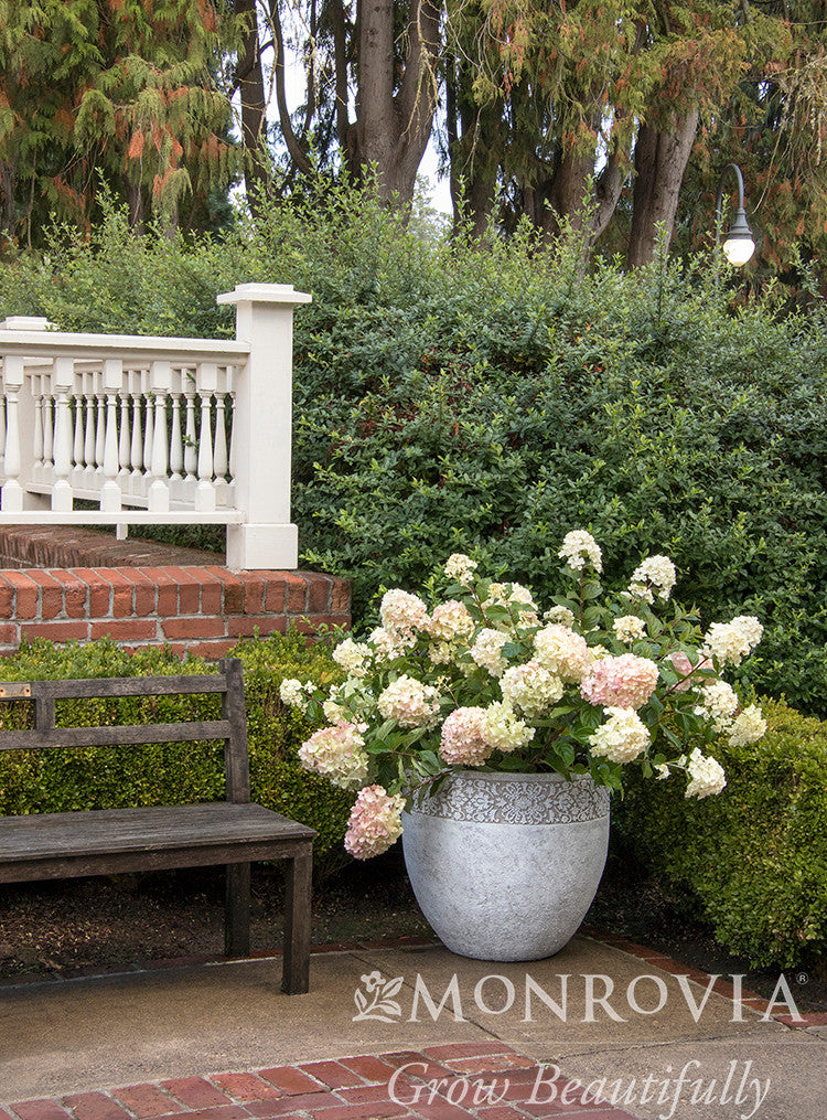 ストロベリーバブル Strawberry Shake™ Hydrangea, Hydrangea paniculata 'SMHPCW' PP #28,699