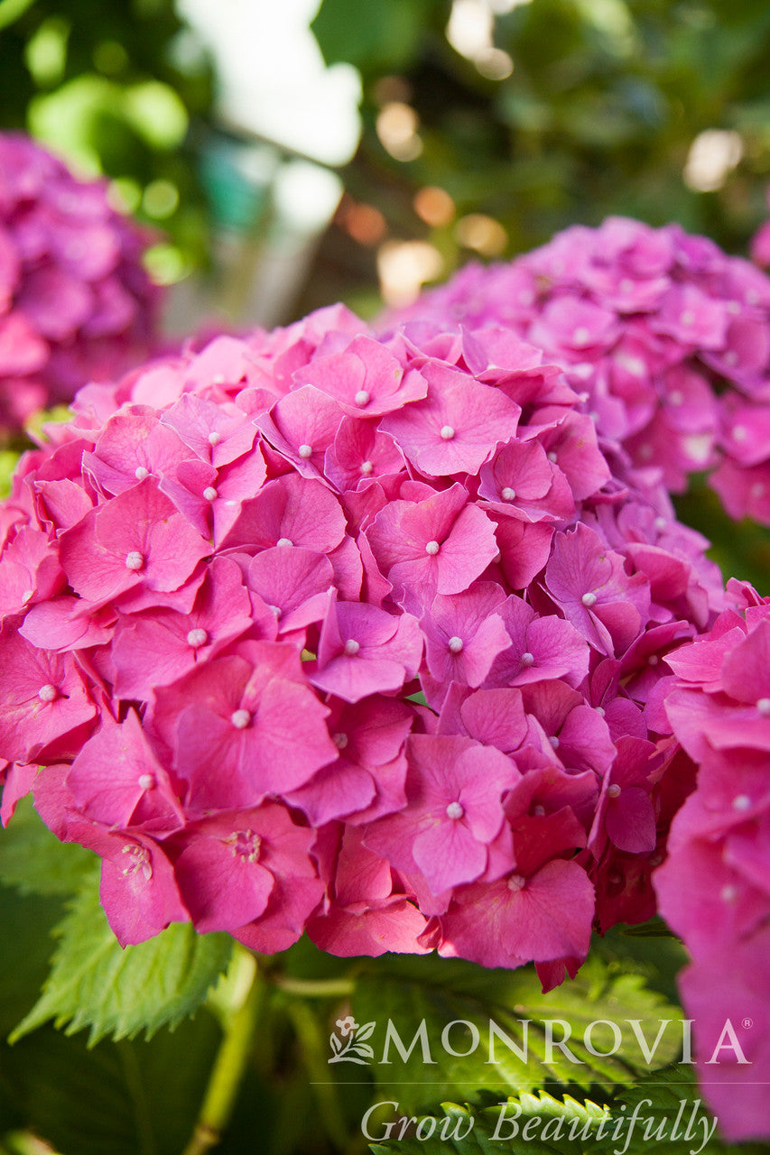 Pink 'N Pretty Hydrangea - Thumbnail 4