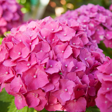 Pink 'N Pretty® Hydrangea - Monrovia