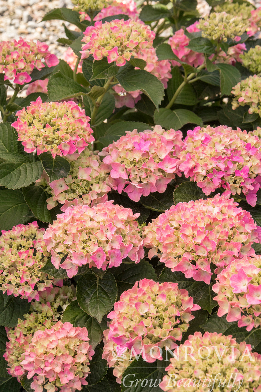 Pink 'N Pretty Hydrangea - Thumbnail 2