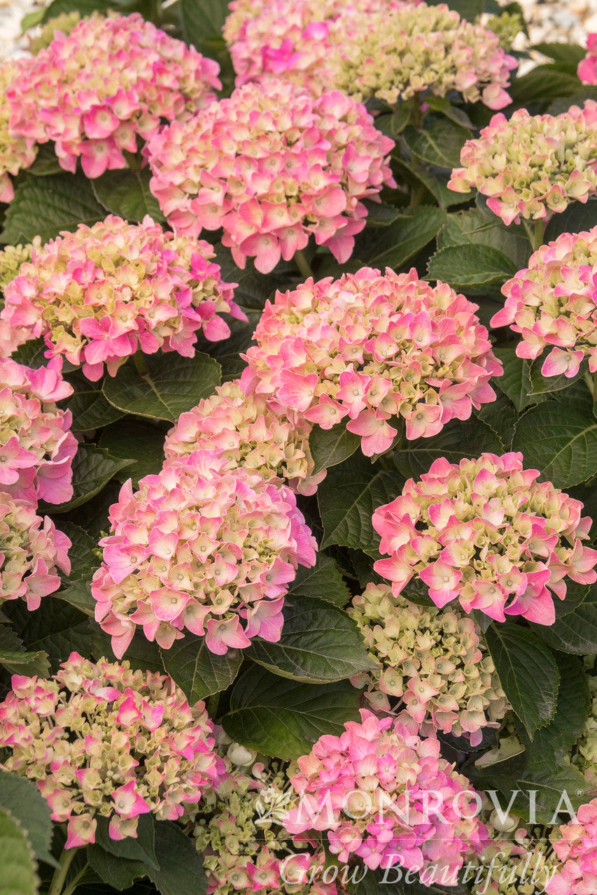 Pink 'N Pretty Hydrangea - Thumbnail 3