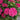 Red N' Pretty® Hydrangea - Monrovia