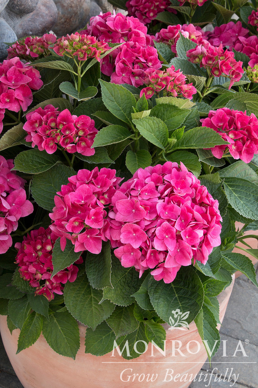 Red N' Pretty Hydrangea