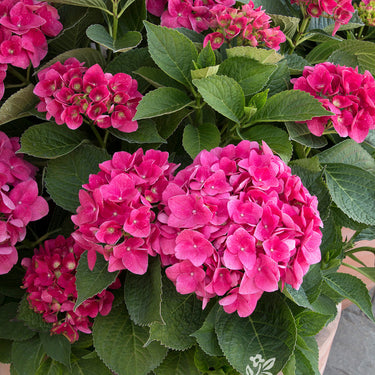 Red N' Pretty® Hydrangea - Monrovia