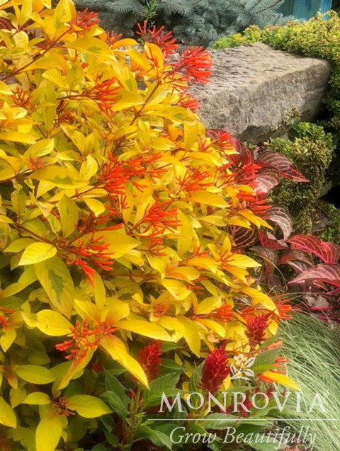 Lime Sizzler Firebush - Thumbnail 2