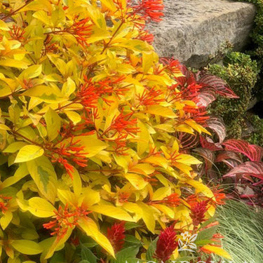 Lime Sizzler Firebush - Monrovia