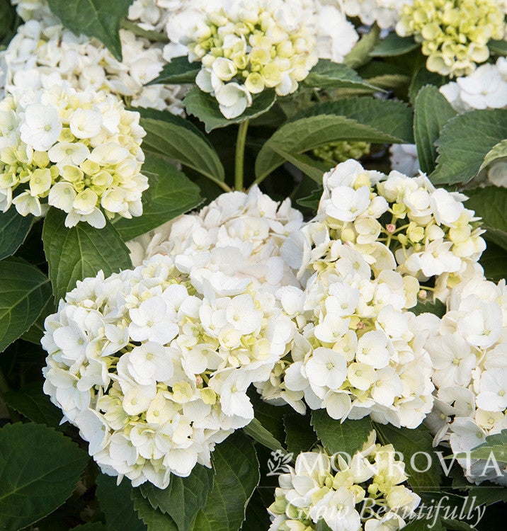 White Bigleaf Hydrangea