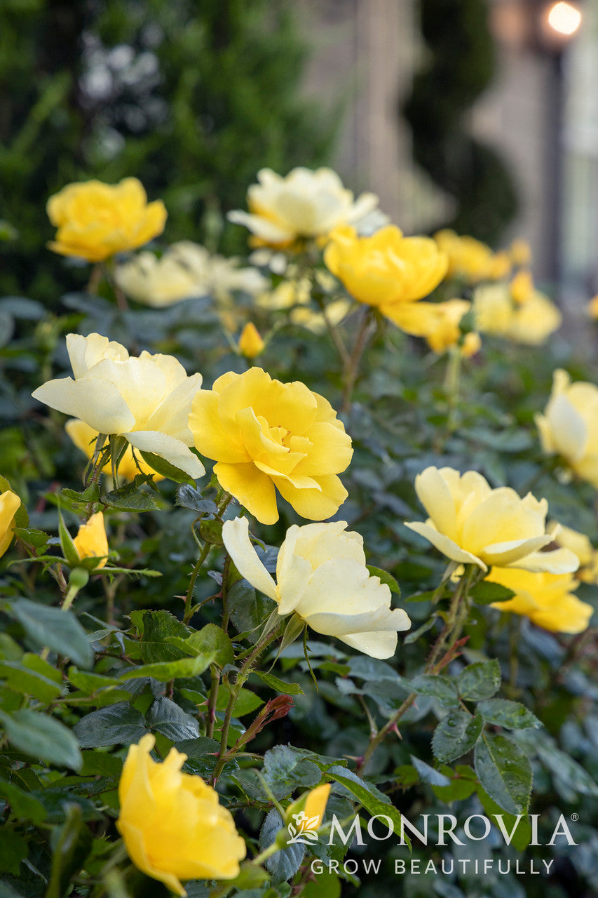 Grace N' Grit Yellow Shrub Rose - Monrovia – Armstrong Garden Centers