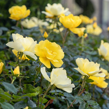 Grace N' Grit Yellow Shrub Rose - Monrovia
