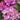 Seaside Serenade® Newport Hydrangea - Monrovia