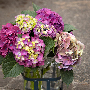 Seaside Serenade® Newport Hydrangea - Monrovia