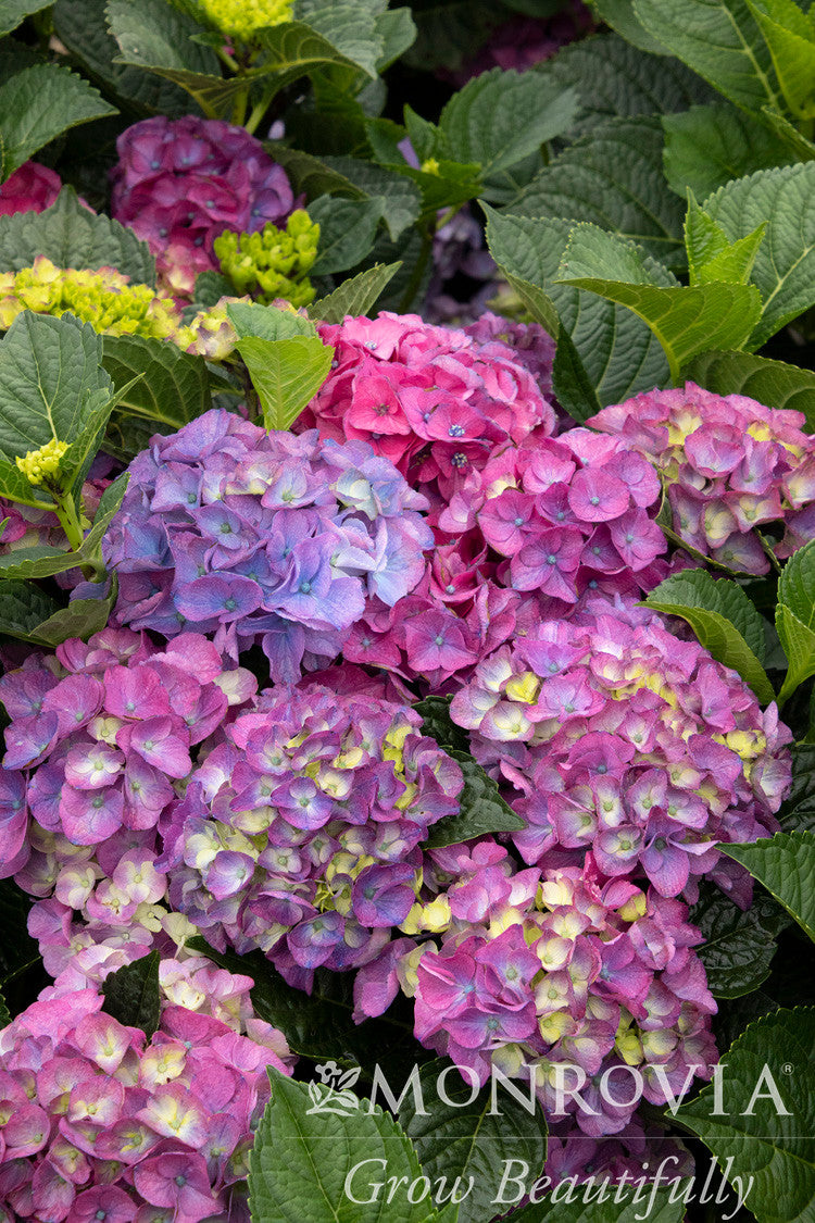 Seaside Serenade® Newport Hydrangea - Monrovia – Armstrong Garden