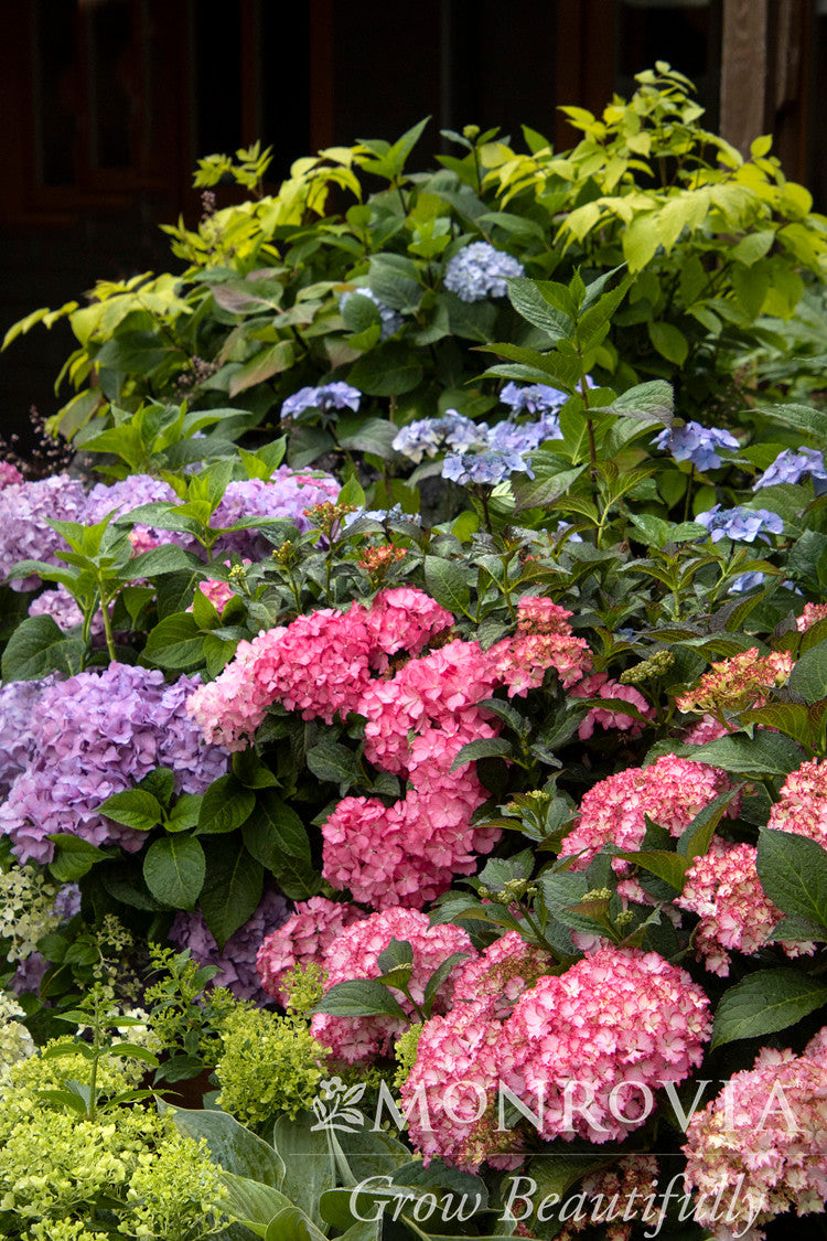 Seaside Serenade® Newport Hydrangea - Monrovia – Armstrong Garden